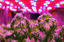 Special LED lights belts above basil herb in aquaponics system combining fish aquaculture with hydroponics, cultivating plants in water under artificial lighting, indoors