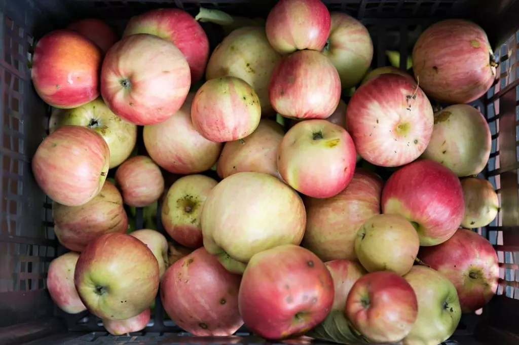 fresh ripe organic apples straight from the orchard