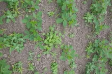 chwasty w soi, zachwaszczenie soi, odchwaszczanie soi, odchwaszczanie strączkowych