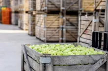 Good harvest of juicy fresh ripe, organic fruits, sale of products, distribution in warehouse. Wooden box full of green big apples in storage on wooden containers background, nobody, free space