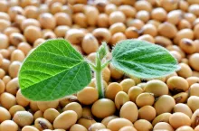 Young soy plant, germinating from soy seeds. Soy agriculture