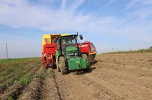 Rolnictwo, zbiór ziemniaków