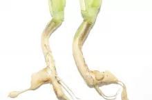 223076