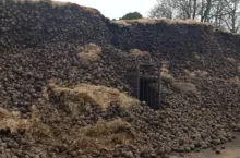 500 ton brytyjskich buraków gnije na pryzmach