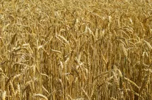 cena pszenicy
