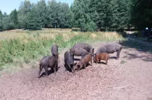 dziki