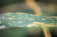 DTR, brunatna plamistość liści