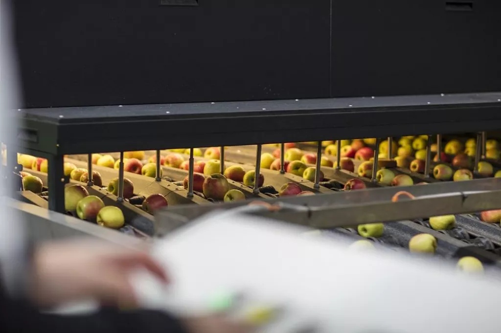 Apples going through machine