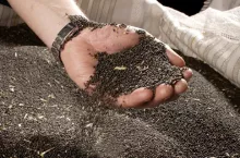 ceny rzepaku kwiecień 2022