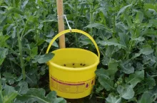 żółte naczynia, monitoring upraw