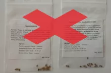 Nieprawidłowo zapakowane i oznakowane nasiona pomidorów