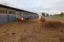 bydło opasy krowy