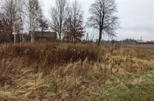 pole ugór drzewa