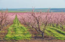 peach garden in blossom time