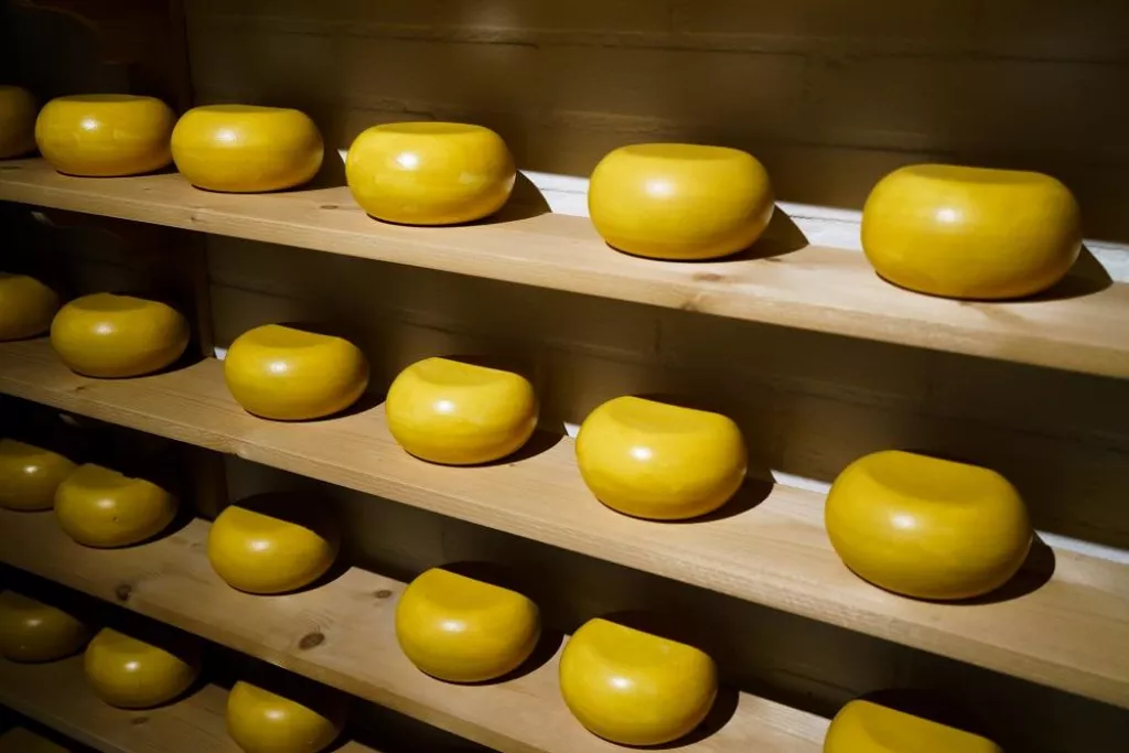 Cheese shop display. Farmer cheese. Cheese wheels in store