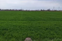 pole zboże ozime