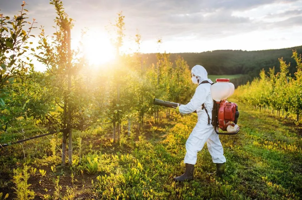 A farmer in protective suit walking outdoors in orchard at sunset, using pesticide chemicals.