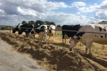 &lt;p&gt;Krowy należy przyzwyczajać do pastwiska stopniowo, w pierwszych dniach powinny jeszcze otrzymywać tę samą dawkę, co w oborze zawierającej 0,4% Mg w s.m.&lt;/p&gt;