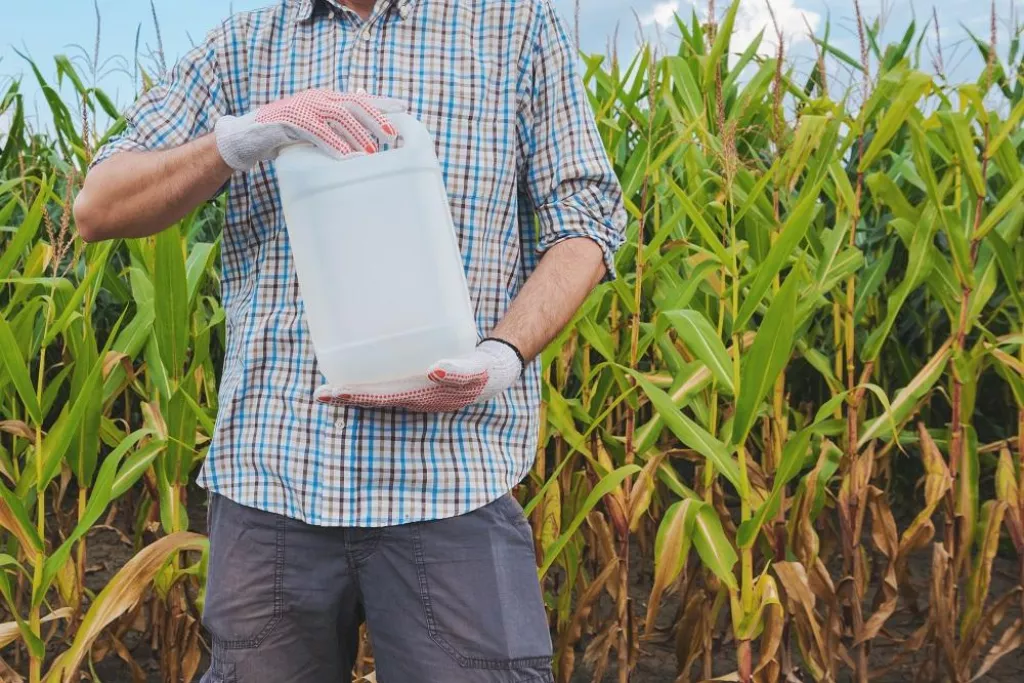 Farmer holding pesticide chemical jug in cornfield. Blank unlabelled bottle as mock up copy space for herbicide, fungicide or insecticide used in corn crop farming.
