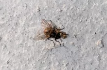 Mucha domowa (Musca domestica), fot. mw
