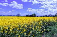 rzepak