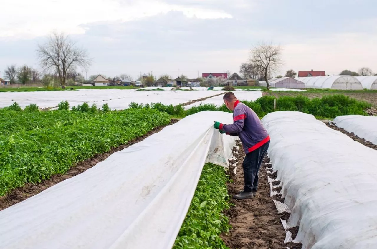 Kherson oblast, Ukraine - May 1, 2021: Farmer removes protective agricultural cover from a potato plantation. Growing crops in a cold early. Crop protection from low temperatures. Greenhouse effect