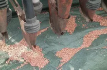 Materiał siewny