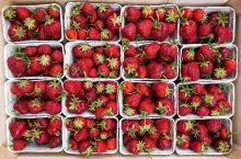 Beautiful red strawberries at a farmers market