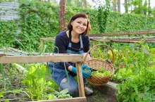&lt;p&gt;Woman in garden, in small greenhouse, cutting salad, arugula herbs, dill in basket with shears. Hobby, leisure, horticulture, eco trend, natural organic herbs, cultivation in backyard&lt;/p&gt;