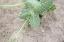 oprzędziki, groch, objawy żerowania oprzędzików