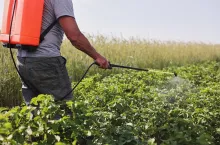 A farmer with a mist sprayer treats the potato plantation from pests and fungus infection. Use chemicals in agriculture. Agriculture and agribusiness. Harvest processing. Protection and care.
