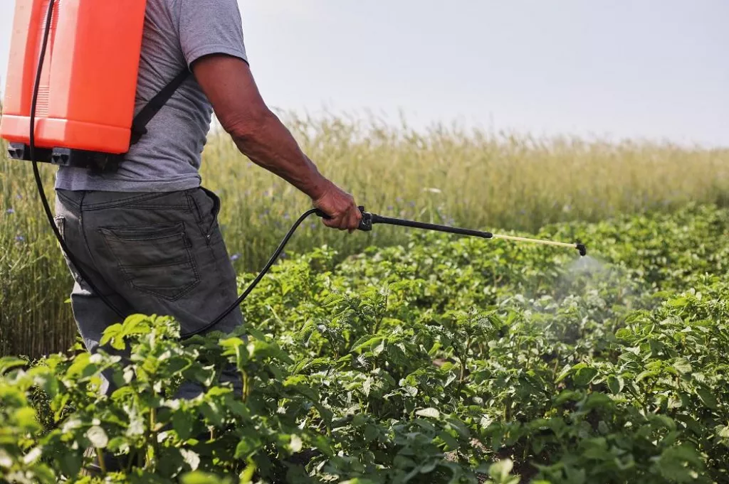 A farmer with a mist sprayer treats the potato plantation from pests and fungus infection. Use chemicals in agriculture. Agriculture and agribusiness. Harvest processing. Protection and care.