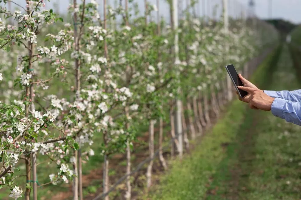 Fruit trees in bloom, gardening and agriculture. Hands of millennial man with smartphone with blank screen monitoring plantations of apple trees with white flowers on farm field in spring, cropped