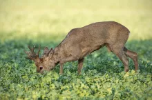 Roe deer, capreolus capreolus, buck feeding on rapeseed oil, brassica napus, field. Wild deer in spring time. Wildlife scenery from nature