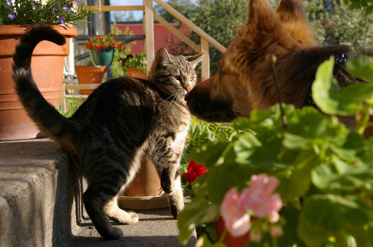 &lt;p&gt;Uważaj na to, co masz w ogrodzie. Jakie rośliny są groźne dla psa i kota? [TOP 6]&lt;/p&gt;