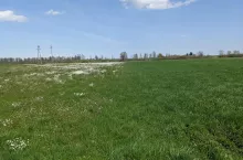 użytki zielone chwasty na łące