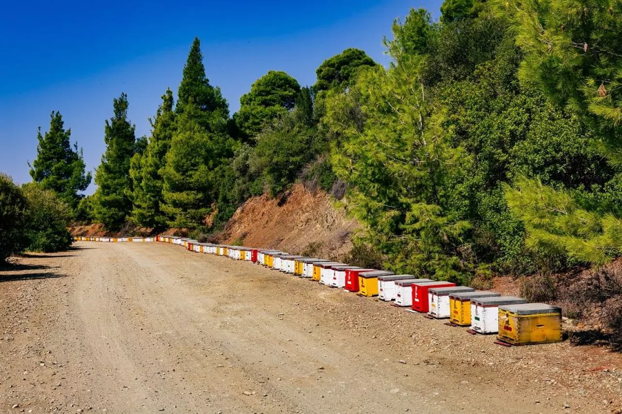 A row of wooden colorful bee hives in summertime in Greece