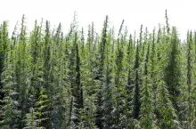 Hemp or Marijuana plants growing at farm field. Cannabis sativa.
