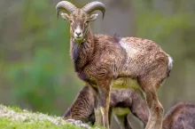 Frontal view of male Mouflon (Ovis gmelinii) sheep standing on a hill in the forest and looking at camera with eye contact