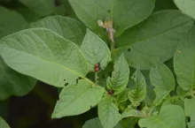 Stonka ziemniaczana, larwa