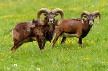 Ovis gmelini musimon, mouflon, moufflon, Ovis gmelini, Bovidae, Antelope