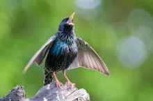Common starling standing on a tree stump and calling