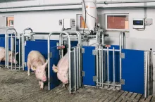 Stacje paszowe są często doposażone w zamykane bramki uniemożliwiające podbieranie paszy przez inne zwierzęta, fot. materiały prasowe