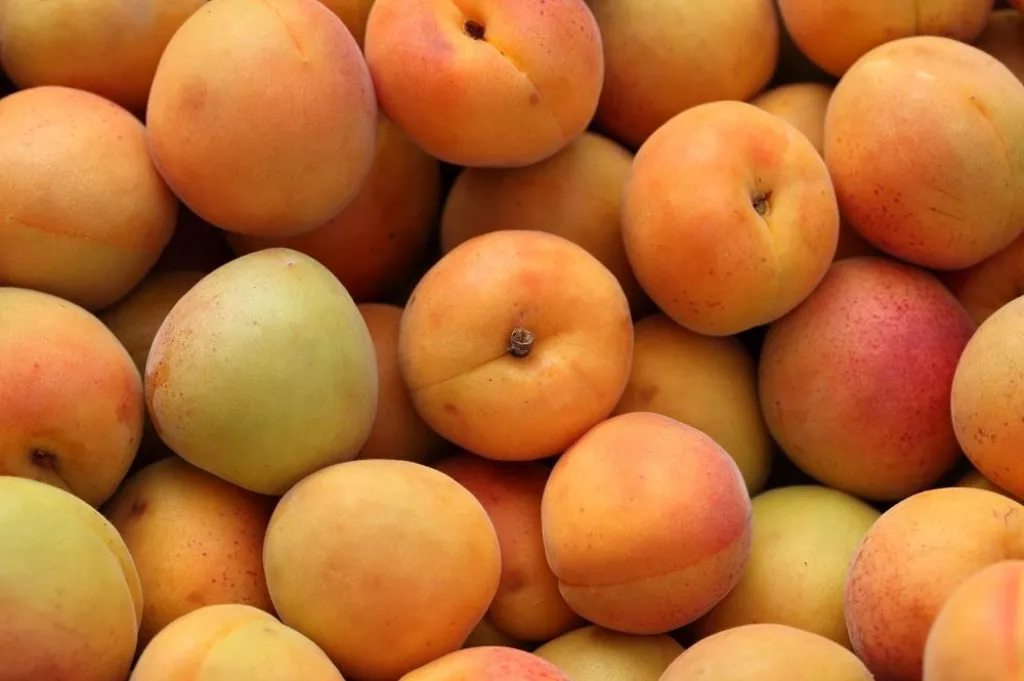 Apricots close-up.