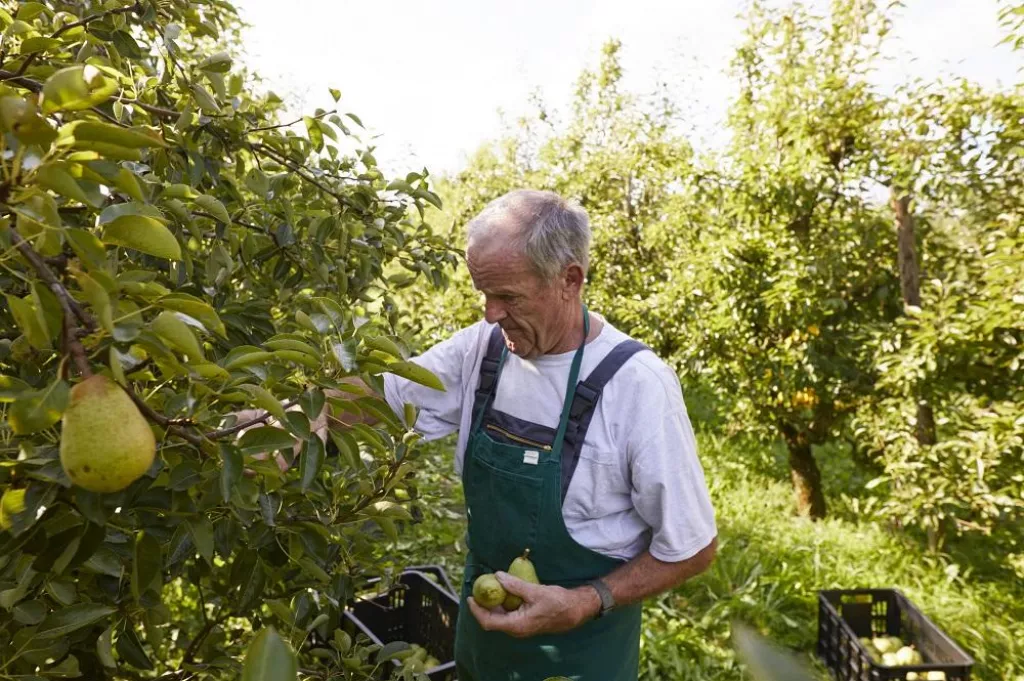 Organic farmer harvesting williams pears
