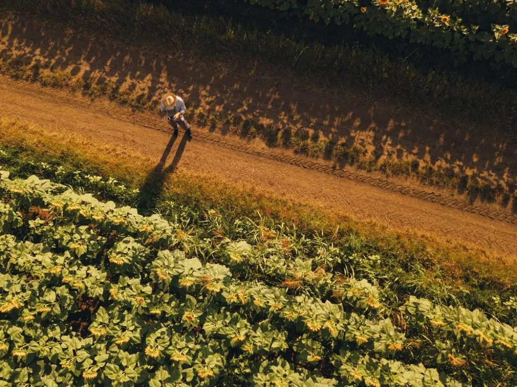 Farmer agronomist using drone to examine blooming of sunflower crops in field from above, using modern technology in agriculture and food production industry.