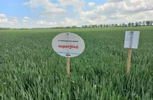 Agrii Super N46