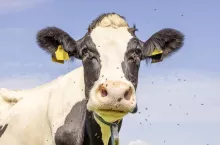 Cow and flies, buzzing and flying and in eyes, cute and calm bovine, large pink nose and friendly expression