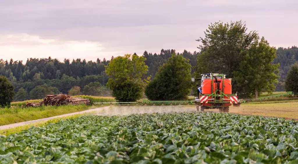 Tractor spraying pesticides on cabbage field. agriculture concept