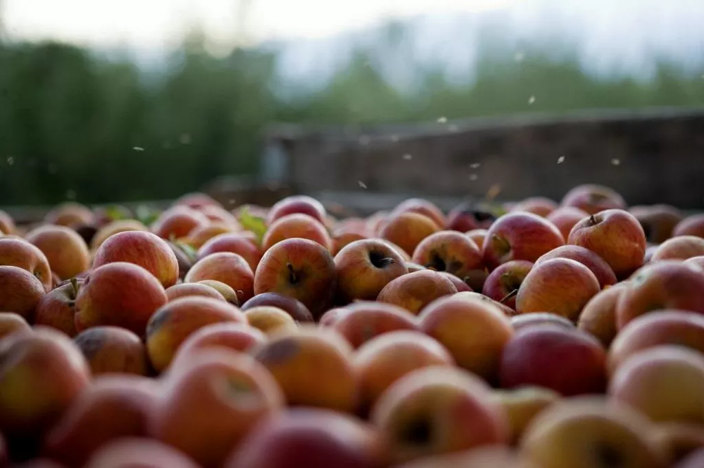 Close-up Of Apples In Farm